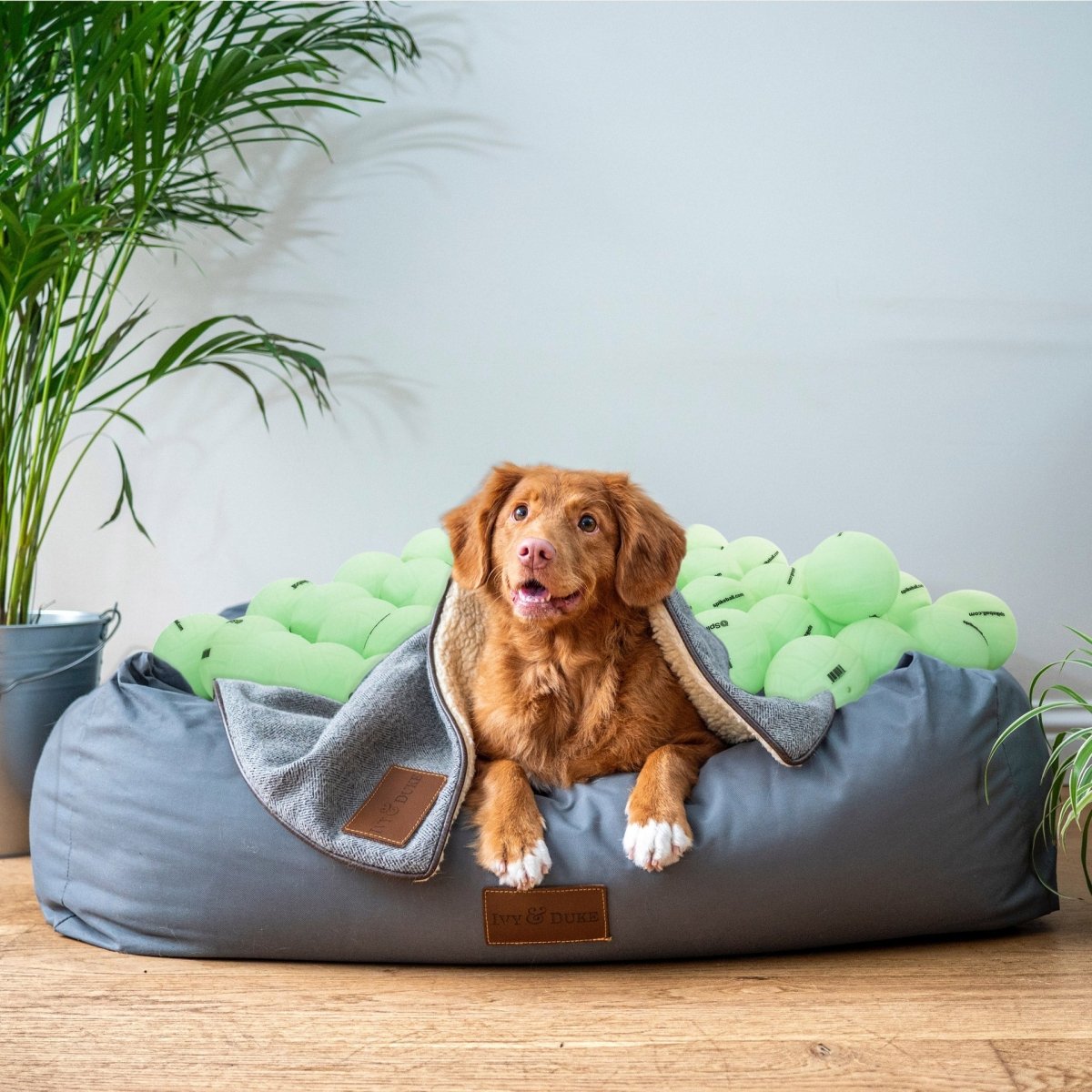 Cane marrone che riposa in una cuccia grigia, circondato da palline luminose Spikeball di colore verde lime brillante, in una stanza luminosa